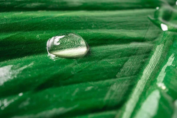 Закрыть каплю дождя на естественном зеленом фоне листьев — стоковое фото