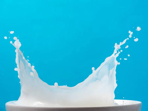 Salpicadura de leche de una taza sobre fondo azul . — Foto de Stock