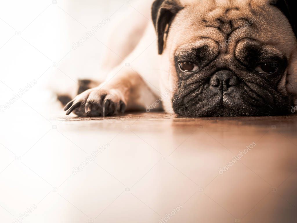 Close up of cute pug dog lying down on wooden floor at home.