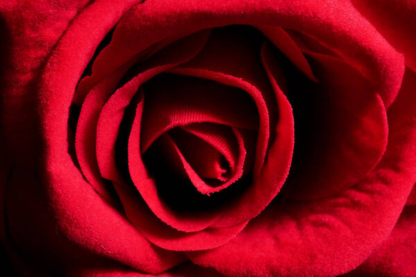 Close up of a red rose, flower background.