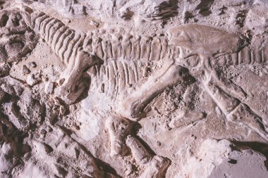 Dinazor iskeleti. Tyrannosaurus Rex simülatörü fosil zemin taş.