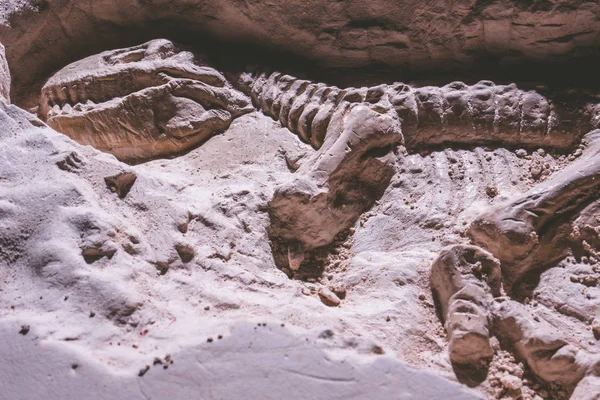 공룡 해골입니다. 지상 돌에 티라 렉스 시뮬레이터 화석. — 스톡 사진