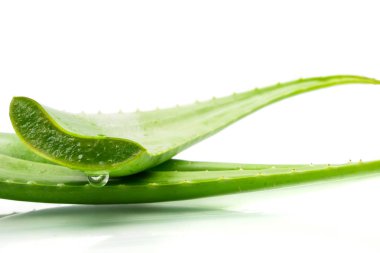 Aloe vera bitki beyaz arka plan üzerinde. Aloe vera cilt tedavi olarak geleneksel tıpta kullanılır.