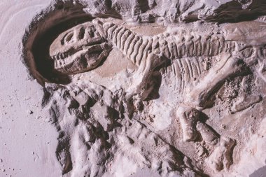 Skeleton of dinosaur. Tyrannosaurus Rex simulator fossil in ground stone. clipart