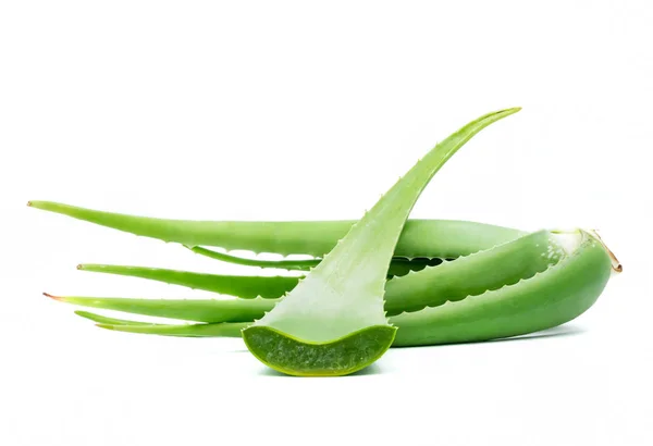 Aloe vera plant on white background. Aloe vera is used in traditional medicine as a skin treatment. — Stock Photo, Image