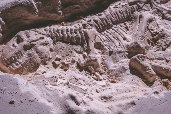 Dinazor iskeleti. Tyrannosaurus Rex simülatörü fosil zemin taş. — Stok fotoğraf