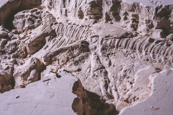 Skeleton of dinosaur. Tyrannosaurus Rex simulator fossil in ground stone. — Stock Photo, Image