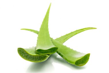Aloe vera bitki beyaz arka plan üzerinde. Aloe vera cilt tedavi olarak geleneksel tıpta kullanılır.
