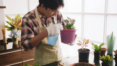 Genç bahçıvan odadaki saksıya su sıkıyor..