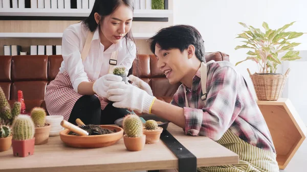 Happy gardener couple taking care of  cactus together in the room.