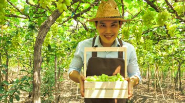 Üzüm bağında bir sepet üzüm tutan mutlu çiftçi..