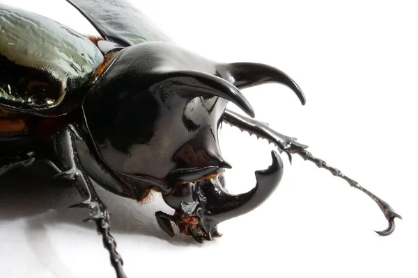 Escaravelho Chalcosoma Caucasus Sobre Fundo Branco — Fotografia de Stock