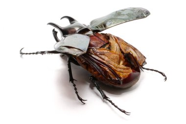 Beyaz arka planda böcek tebeşir kafkasları