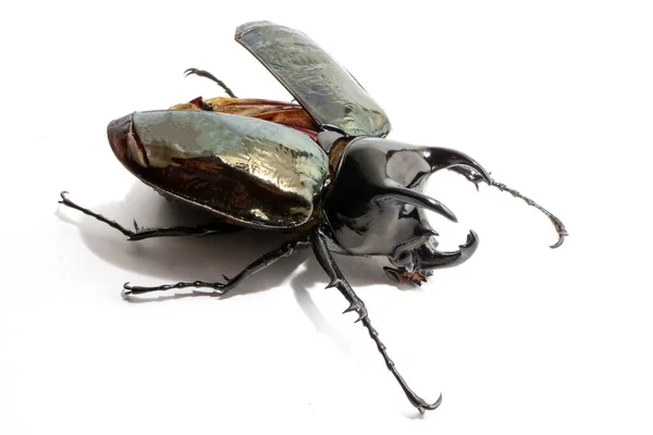 Käfer Chalcosoma Caucasus Auf Weißem Hintergrund — Stockfoto