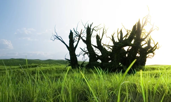 Sebuah Pohon Tua Sekarat Dikelilingi Oleh Padang Rumput Besar Konsep — Stok Foto