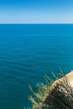 Cliff üzerinde bitki.