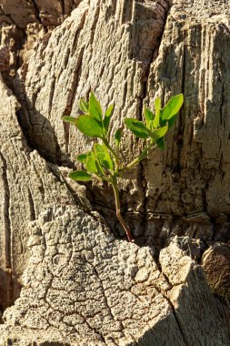 Ina ağaç tarihi bitki.