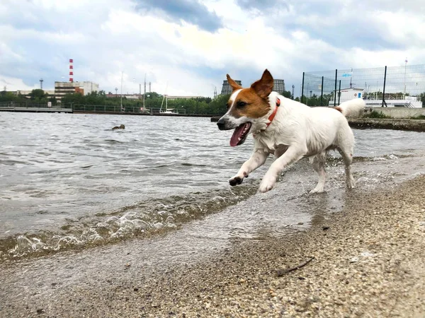 Cão Corre Longo Costa Lago — Fotografia de Stock