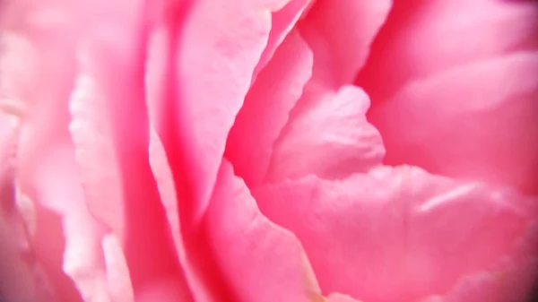 Beautiful Pinch Smooth Pink Roses Corolla Floral Closeup View Blurry — ストック写真