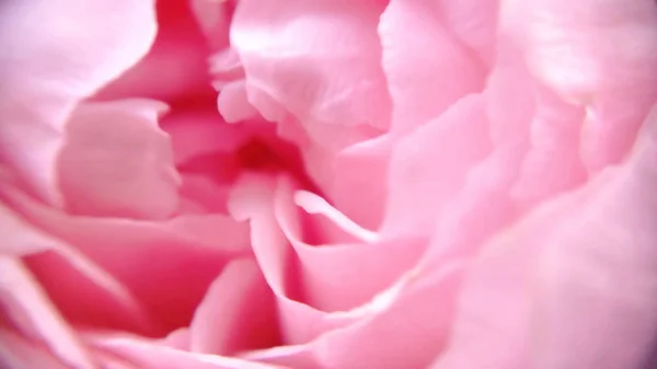 Blossom Clump and gentle magenta rose petals floral with closeup view and defocused picture for Banner website. Royalty-free stock photograph.