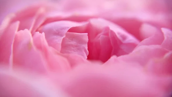 Blooming Bunch and mild pastel peony petals flower with closeup view and blurred photo for the banner web. Royalty-free stock picture.