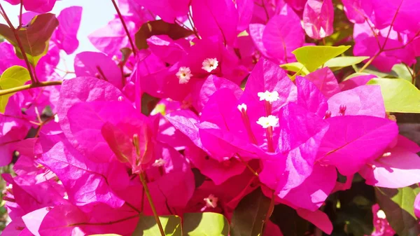 Foto Brillante Primaveral Con Pétalos Flor Buganvilla Sobre Todo Para —  Fotos de Stock