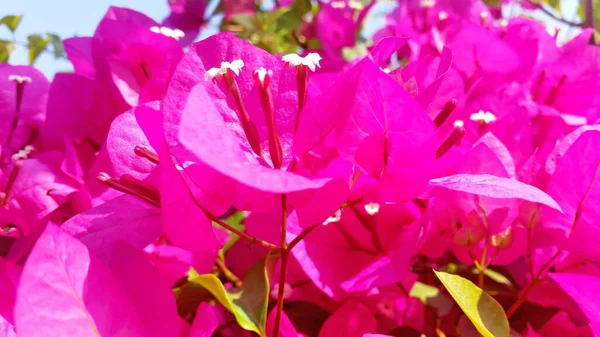 明亮的春光与花瓣花的花朵最优先用于网站设计 免版权证相片 — 图库照片