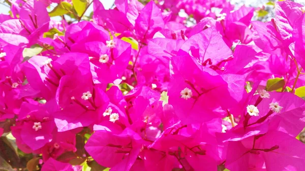 Bright Spring Photo Petals Bougainvillea Flower Foremost Website Design Royalty — 스톡 사진