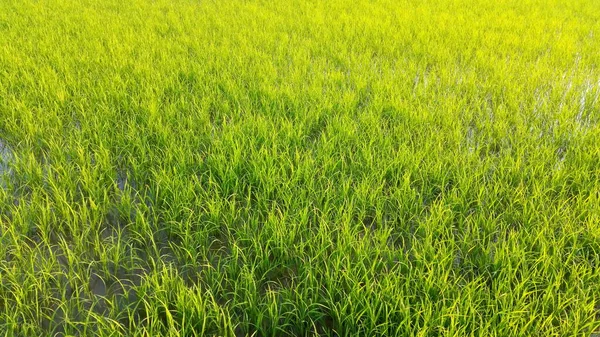 Stock Images Reflections Green Plant Yard Image Wind Slowly Blows — Stock fotografie