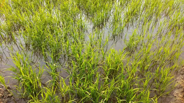 Foglie Del Campo Riso Eco Colpo Vento Soffia Lentamente Sulle — Foto Stock