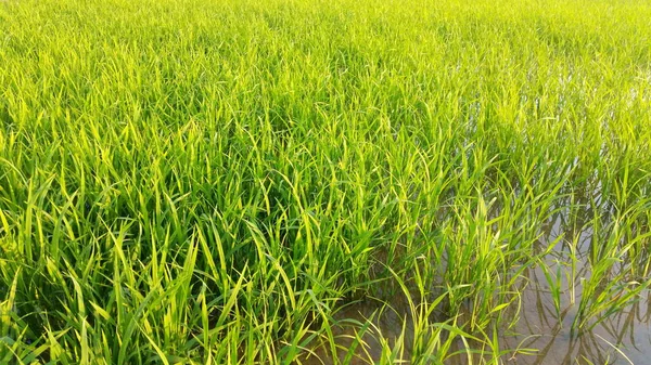 Listy Zelené Rýže Obrázku Hřišti Nebo Vítr Pomalu Fouká Eko — Stock fotografie