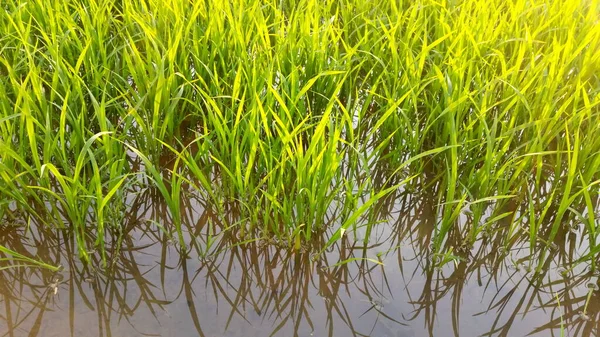 Reflektioner Den Växande Risplantor Fält Bild Eller Vinden Blåser Långsamt — Stockfoto