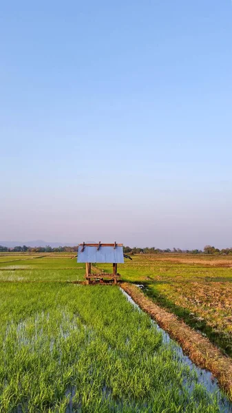Riceland Niebo Naturalne Krajobrazy Rano Pola Ryżowe Które Zaczynają Rosnąć — Zdjęcie stockowe