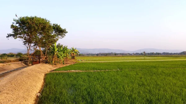 Riceland Con Vista Natural Del Cielo Cada Día Tierras Arroz —  Fotos de Stock