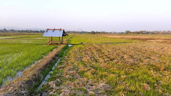 Riceland Con Paisajes Naturales Del Cielo Cada Mañana Tierra Arroz —  Fotos de Stock