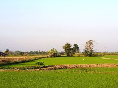 Sabahları Riceland ve gökyüzü doğal uzay. Pirinç arazisi kış aylarında yetişmek için gereklidir. Çiftçi Kuzey Tayland 'daki hasat bittikten sonra. Telif hakkı olmayan stok fotoğrafı..
