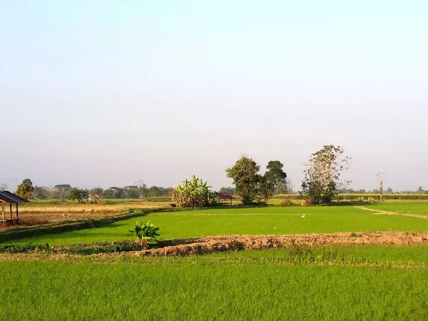 富饶的大地和天空的自然空间 稻田需要在冬季生长 这个农民在泰国北部收割完之后 免版权证相片 — 图库照片