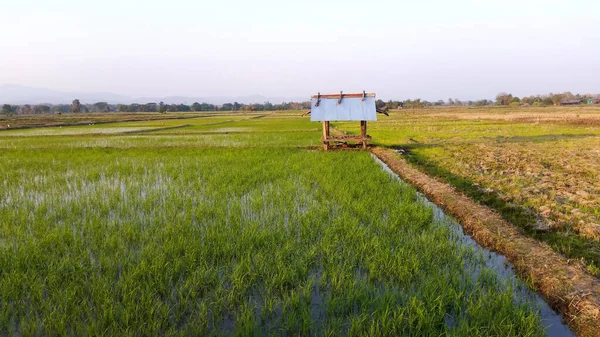 Riceland Espacio Natural Del Cielo Cada Día Campos Arroz Que —  Fotos de Stock