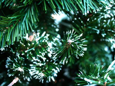 Kapalı noel ağacı yaprakları