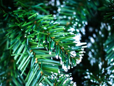 Kapalı noel ağacı yaprakları