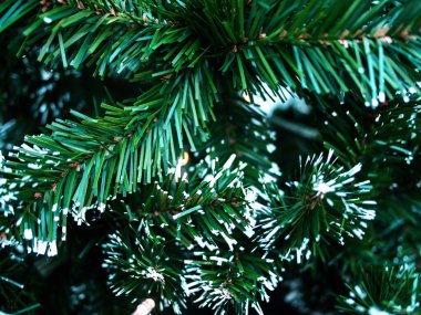 Kapalı noel ağacı yaprakları