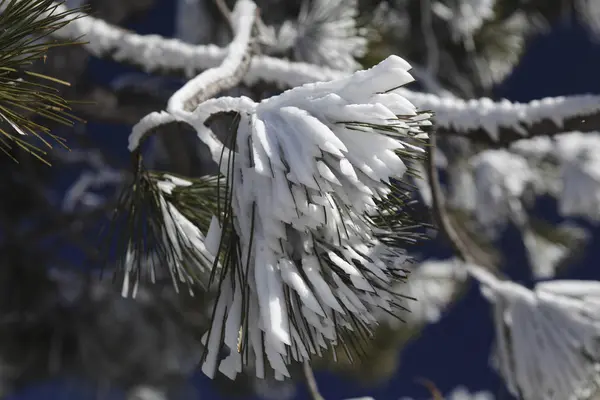 Pine branch under a layer of frost. Close up. — ストック写真