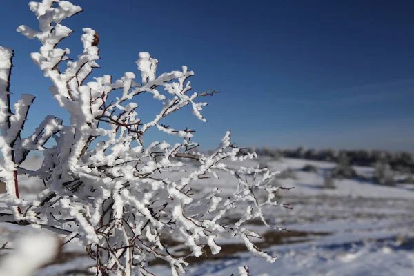 Winter landscape. Branches close-up. — ストック写真