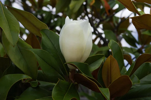 Weiße Magnolienblüten auf Magnolienbäumen. Botanik. — Stockfoto