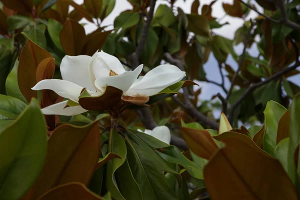 Filial av magnolia träd (Magnolia grandiflora) med vitt flöde — Stockfoto