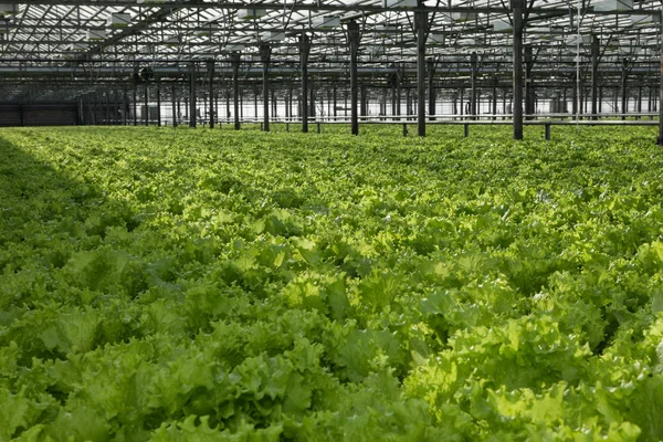Салат выращивается в теплице для экспорта на рынок. The inte — стоковое фото