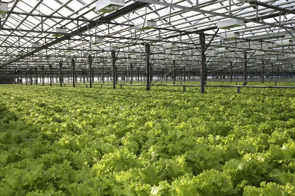 Зимняя теплица. Выращивание экологически чистого салата . — стоковое фото