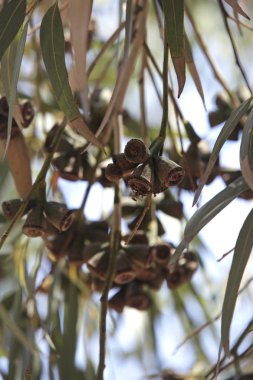 Closeup of eucalypt woody fruits. clipart