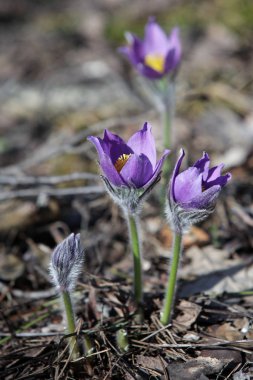 İlk bahar leylak çiçekleri (pulsatilla patens)) 