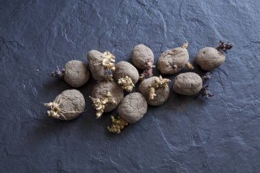 Konsept gıda atıklarının azaltılması. Bozuk sebzelerin yeni mahsul için ekili malzeme olarak kullanılması. Üst Manzara. Boşluğu kopyala.